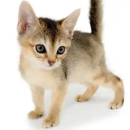 アビシニアン