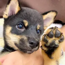 【 柴犬 】柴スマイルが止まらない！リラックスして爪切り＆ブラッシングに挑戦！