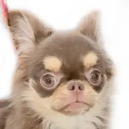 【 チワワ 】無駄吠え少なめ！犬も猫も人も大好きな女の子！