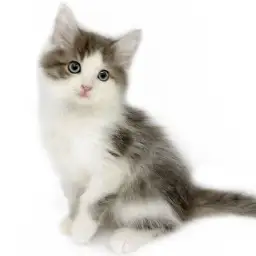 ノルウェージャンフォレストキャット