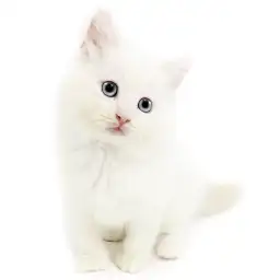 ネヴァマスカレード