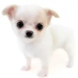 チワワ