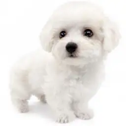 ビションフリーゼ
