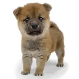 柴犬