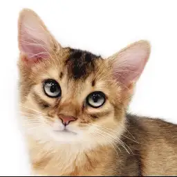 【 ソマリ 】超がつくほど人好きの性格!抱っこ猫をお探しの方必見!