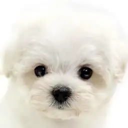 【 MIX(トイプードル×マルチーズ) 】初心者さんにもおすすめ！マルプーの男の子