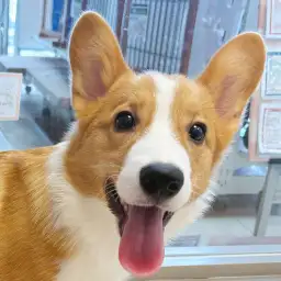 【 コーギー 】大倉山店コギたんの日々のトレーニングの様子をVlogで紹介!!