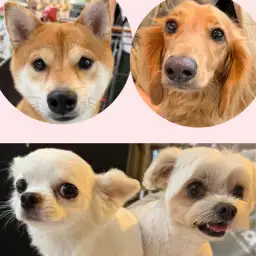 【 武蔵浦和店イベント告知 】卒業生のわんちゃん大集合!第二回お散歩会開催