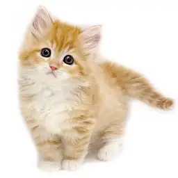 サイベリアン