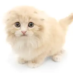 スコティッシュフォールド