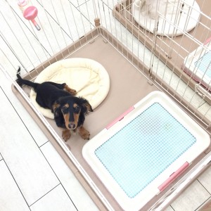 白楽店発:マルワン流『子犬の頃のトイレのしつけ方」