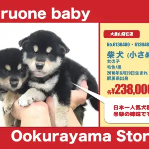 大倉山店オススメベイビー(No.6130480・No.6130481)