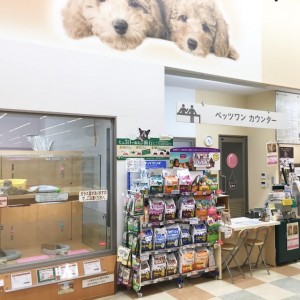 城山店発 ワンちゃんのシャンプーのコツも大公開 セルフウォッシュサービス マルワンblog ペットショップ マルワン 小さめ子犬 美形な子猫 初心者安心のサポート