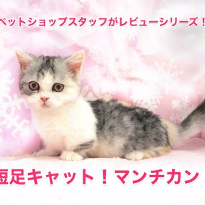 マンチカン特集 日本を魅了する短足キャットをペットショップスタッフがレビュー マルワンblog ペットショップ マルワン 小さめ子犬 美形な子猫 初心者安心のサポート