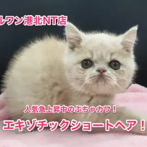 エキゾチックショートヘア 17年注目度no 1のネコちゃんがやってきた 港北nt店no マルワンblog ペットショップ マルワン 小さめ子犬 美形な子猫 初心者安心のサポート