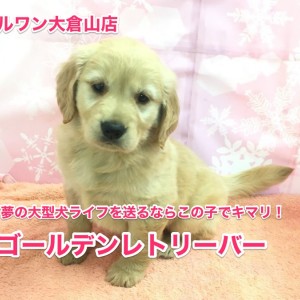 ゴールデンレトリバーがやってきた!夢の大型犬ライフをアナタに!!:【大倉山店No.6130541】
