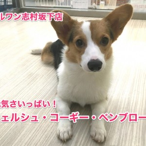 ごろ んが得意技 ウェルシュ コーギー ペンブローク 志村坂下店no マルワンblog ペットショップ マルワン 小さめ子犬 美形な子猫 初心者安心のサポート