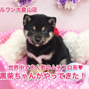 柴犬 世界中で人気爆発の黒柴ちゃん 魅惑のむちころボディ 大倉山店no マルワンblog ペットショップ マルワン 小さめ子犬 美形な子猫 初心者安心のサポート