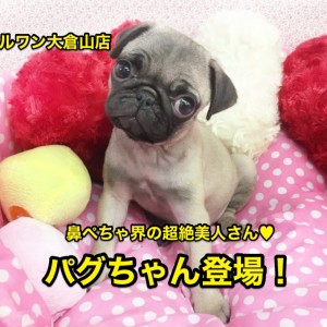 パグ 鼻ぺちゃ界の超絶美人さん コミカルな動きのパグちゃん 大倉山店no マルワンblog ペットショップ マルワン 小さめ子犬 美形な子猫 初心者安心のサポート