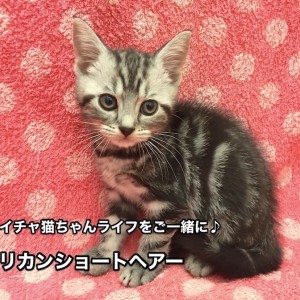 全国送料無料 アメリカンショートヘアー】驚くほど甘えん坊キャット 猫雑貨・オーナーズグッズ