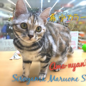 SWAROVSKI - SWAROVSKI  アメリカンショートヘア　希少 SWAROVSKI スワロフスキー アメリカンショートヘア 猫 置物