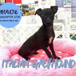 【イタリアングレーハウンド】ワンちゃん界のバンビ!躍動感が魅力のイタグレ登場!:東日暮里店オススメベイビー!No.014191