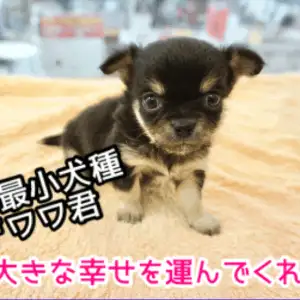 チワワ ロングコート コツメカワウソにそっくり ずんぐりむっくりの真ん丸フェイス シックでスタンダードなスペシャルチワワ君 大倉山店pickupベイビーno マルワンblog ペットショップ マルワン 小さめ子犬 美形な子猫 初心者安心のサポート