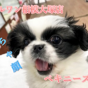 ペキニーズ】なんじゃこの模様！？パンダカラーのペチャ顔さん