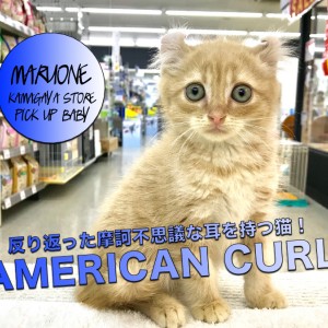 アメリカンカール】摩訶不思議！反り返った耳を持つ猫登場