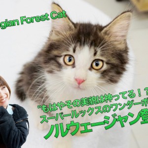 猫 原画 ノルウェージャンフォレスト #161 猫 原画 ノルウェージャンフォレスト #161 Cattery FANTARJA