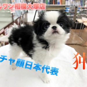 狆】超有名なあの人も愛した！？日本最古の愛玩犬♪：相模大塚店オススメベイビーNo.814448 | マルワンBLOG | ペットショップ マルワン  小さめ子犬 美形な子猫 初心者安心のサポート