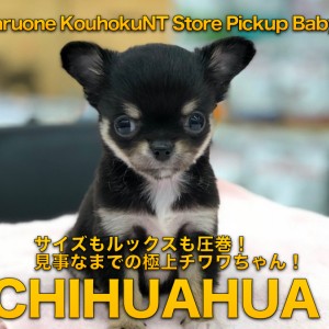 【楽天カード分割】 チワワ（ロングコート）】サイズもルックスも圧巻！見事なまでの シャツ/ブラウス(長袖/七分)