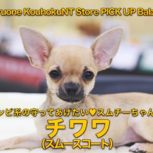 チワワ（スムースコート）】バンビ系の守ってあげたい♡スムチー