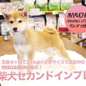 赤柴犬】生後４ヶ月で3.1kg!小さめサイズで成長中の特技はお散歩の柴犬 