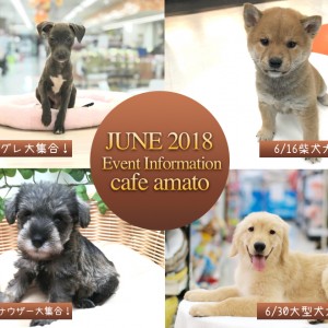 ドッグカフェ 6月は大集合イベント開催 Amato アマート で ワインも飲めちゃいます Cafe Amato Vol 3 マルワンblog ペットショップ マルワン 小さめ子犬 美形な子猫 初心者安心のサポート