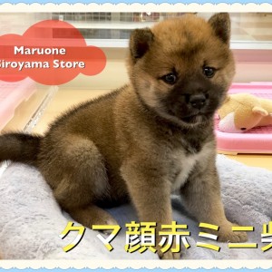 クマ顔ミニ柴犬 過去no １のおっとりさん 初めてワンコを迎える方に最適です ペットショップペッツワン城山店 神奈川県相模原市 子犬情報 No 1149 マルワンblog ペットショップ マルワン 小さめ子犬 美形な子猫 初心者安心のサポート