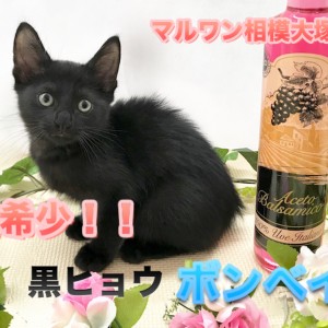 ボンベイ まさに小さな黒豹 美しき漆黒の黒猫 ボンベイ登場 横浜元町店 マルワンblog ペットショップ マルワン 小さめ子犬 美形な子猫 初心者安心のサポート