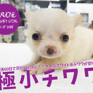 極小 チワワ 】生後60日で驚愕の374g！！大人気ホワイト系