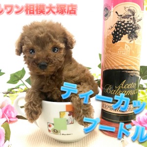 ティーカッププードル ティーカップ・プードル】カップよりも小さい！？過去最小レベル