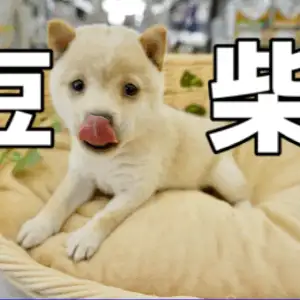 白豆柴 パパとママ4 5kgのコンパクト遺伝子を受け継いだ 手乗り豆柴が柴犬王国にやってきた ペットショップ マルワン大倉山店 横浜市 子犬情報 No マルワンblog ペットショップ マルワン 小さめ子犬 美形な子猫 初心者安心のサポート