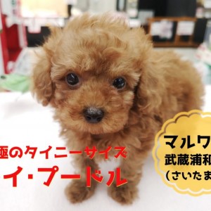 たまにオリジナルトイプードル産みます。 たまにオリジナルトイプードル産みます。 犬用品
