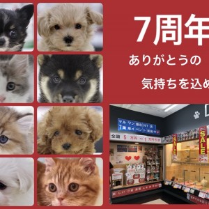 イベント情報 】マルワン港北NT店7周年記念！店舗限定イベント告知