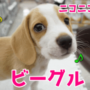 わんちゃん 楽天市場】【8／1限定】当選確率2分の1！1等最大100