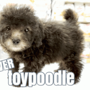 【プードル】6足おまとめページ プードル】6足おまとめページ 子犬情報 - 大阪店：ぱぴぷぺっと