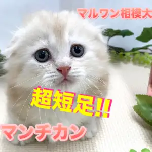ウルトラ短足 マンチカン 文句なしのスーパー美形 究極の丸顔男子はこの秋最大の出会いです ペットショップ マルワン相模大塚店 神奈川県大和市 オススメ子猫情報 No マルワンblog ペットショップ マルワン 小さめ子犬 美形な子猫 初心者安心のサポート