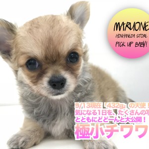 極小チワワ 】9/13現在「432g」の天使！気になる1日を、たくさん