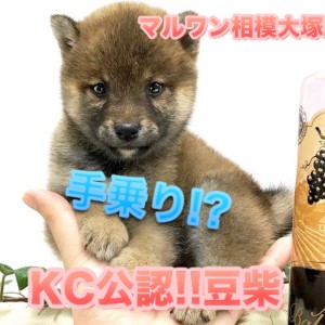 豆柴 】今がチャンスです！生後53日で758g!超小型犬が仲間入り