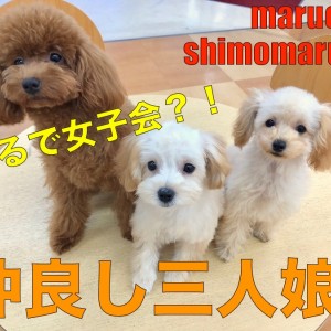 【ぷりんページ】トイプーさんとトイプーさん ぷりんページ】トイプーさんとトイプーさん ぷりんページ