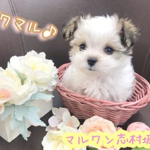 まるちわわんさま 専用です チワマル（マルチワ）の子犬一覧 | ペットショップ 犬の家&猫の