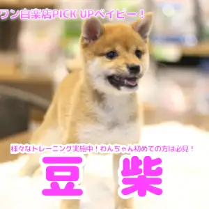 豆柴 初めてワンちゃんを飼う方でも安心 パピートレーニングを学び中のスペシャルベイビーに成長 白楽店no マルワンblog ペットショップ マルワン 小さめ子犬 美形な子猫 初心者安心のサポート